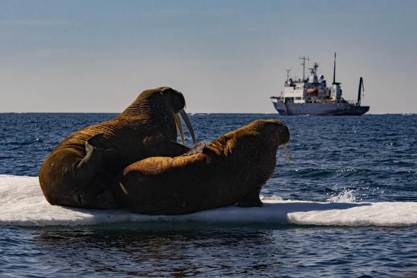 Экспедиционные круизы от Vasta Expeditions &ndash; что за вид туризма, почему так популярны, сколько стоят, где проходят?